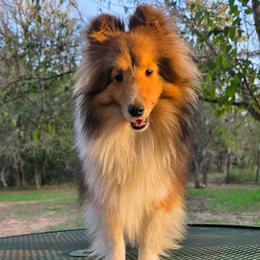 Gadget - Shetland Sheepdog