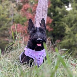 Isla - Black brindle female Scottish Terrier puppy in Hartville, Missouri from Stamper K9’s