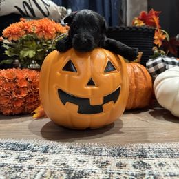 Girl 2 - Black female Scottish Terrier puppy in Lancing, Tennessee from Pilot Mtn Scottie’s