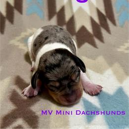 King - Dapple male Dachshund puppy in Carlsbad, Texas from MV Mini Dachshunds