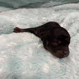 Bear - Phantom male Poodle puppy in Bee Branch, Arkansas from Scroggins Creek Doodles