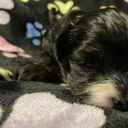 Morkie, Yorkipoo, and Yorkshire Terrier Puppies from Danza Bolo