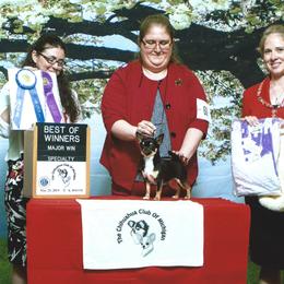 Chihuahua All Grown Up from Vargo Chihuahuas