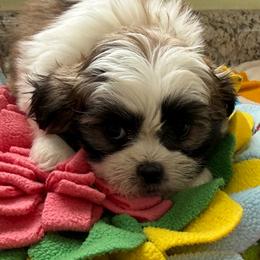 Nathalie - Red and white female Shih Tzu puppy in Stafford, Virginia from Bayview Pups