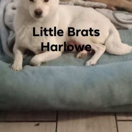 Harlowe - Shiba Inu