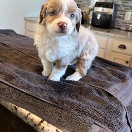 Penny - Red merle female Miniature Australian Shepherd puppy in Friend, Nebraska from Mid-Plains Mini Aussies