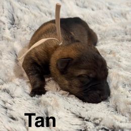 Boy 5 - Sable male German Shepherd puppy in Beech Grove, Arkansas from Ze Zadnich lesu