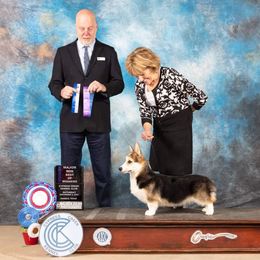 Pembroke Welsh Corgi Puppies from Cattal Corgis