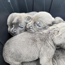Jasmine - Gray female Cane Corso puppy in Lakewood, Colorado from Rosso Räk Kennels