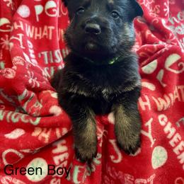 Green Boy - Black and tan male German Shepherd puppy in Ashland, Ohio from Peachy Puppies