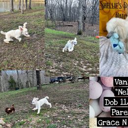 Poodle Puppies from Shellie’s Poodle Patch