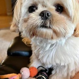 Shih Tzus from Sunshine Shih Tzus