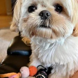 Shih Tzus from Sunshine Shih Tzus