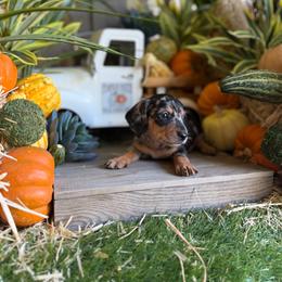Silver short hair 2 - Dapple male Dachshund puppy in Wills Point, Texas from East Mini Dachshunds Texas