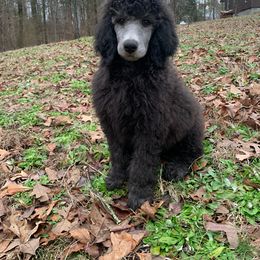 Rocky - Silver Poodle puppy in Toone, Tennessee from Big Springs Little Paws Standard Poodles