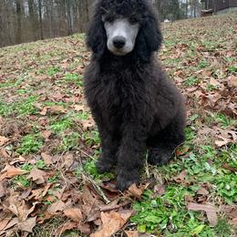 Rocky - Silver Poodle puppy in Toone, Tennessee from Big Springs Little Paws Standard Poodles