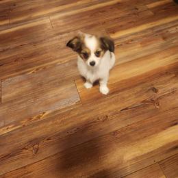 Boy 1 Basil - Brown and white male Papillon puppy in Bon Aqua, Tennessee from Rene's Papillon