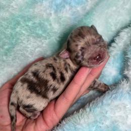 Choc Merle Boy - Merle male Chihuahua puppy in West New York, New Jersey from Pixie’s Magical Puppies