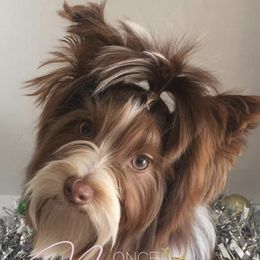 August  - Yorkshire Terrier