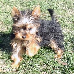Tucker - Blue and gold male Yorkshire Terrier puppy in Baraga, Michigan from Ojibwa Yorkies