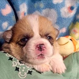 Sage bandana girl - Red female Pembroke Welsh Corgi puppy in Cherokee, Oklahoma from MCS Farms-OK