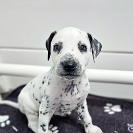 Shiere Khan - White and black male Dalmatian puppy in Gray, Georgia from Fuller Spots