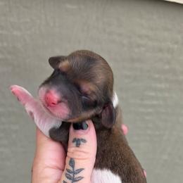 Shaded Red Piebald Girl - Piebald female Dachshund puppy in Woodland, Washington from SJs Dachshunds