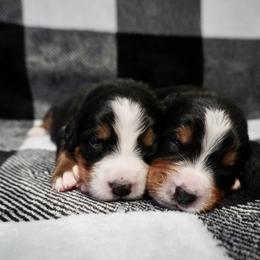 Bernese Mountain Dog Puppies from Jena's Blissful Bernese Mountain Dogs