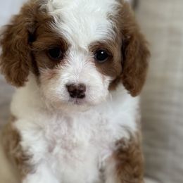 Dixie - Blenheim female Cavapoo puppy in Beckley, West Virginia from By Design Doodles