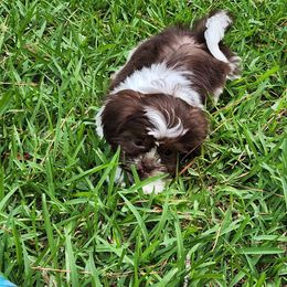 Orange Collar - Gold and white female Shih Tzu puppy in New Bern, North Carolina from Kuddly Creatures