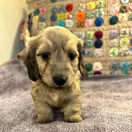 Quella - Cream female Dachshund puppy in Hensley, Arkansas from The Dachshund Barn