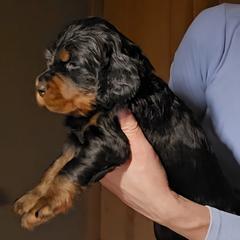 Gordon Setter Puppies from Sun-sett Gordon Setters