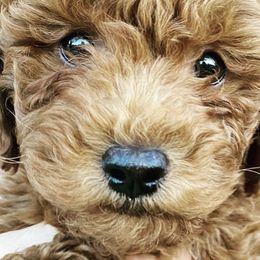 Goldendoodles from Mini Hiker Doodles