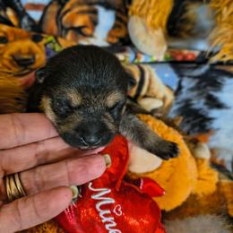 Bell star - Black and tan female Shiba Inu puppy in Maxwell, New Mexico from khshibas-khpugs