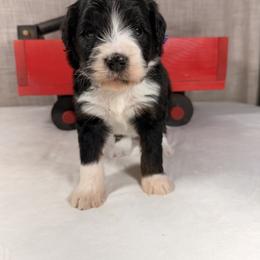 Twix - Tri-color male Bernedoodle puppy in Luana, Iowa from Country View Bernedoodles and Goldendoodles