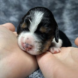 Frankincense - Black white and tan male English Springer Spaniel puppy in Battle Creek, Michigan from Eden Springer Spaniels