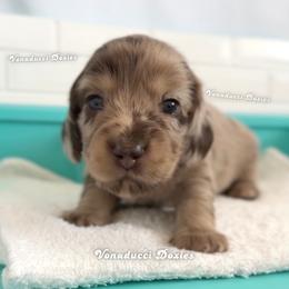 Zote - Dapple male Dachshund puppy in Chandler, Arizona from Vonaducci Doxies, LLC.
