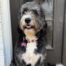 Bernedoodles from Bernedoodles of Atlanta
