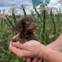 Sadie - Chocolate and tan female Dachshund puppy in Red Bud, Illinois from Midwest Miniature Dachshunds