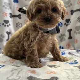 Red - Golden male Cockapoo puppy in Lancaster, Kentucky from Dream Paws Puppies, LLC