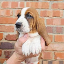 Nora - Mahogany and white female Basset Hound puppy in Bellaire, Ohio from Blessed Bassets