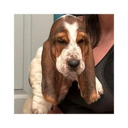 Basset Hound Puppies from Jen's Bassets