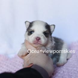 Paxton - Blue male Pomsky puppy in Coos Bay, Oregon from Ocean View Pomskies