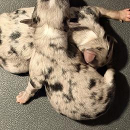 Tiny - Blue merle female Toy Australian Shepherd puppy in Cedar Creek, Texas from Rowdy Ranch Tx