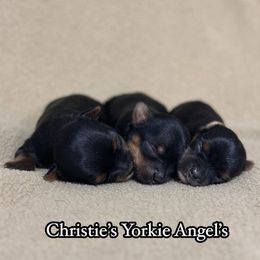 Yorkshire Terrier Puppies from Christie’s Yorkie Angel’s