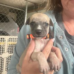 Orange - Black brindle male Whippet puppy in Corry, Pennsylvania from Sara's Whippets