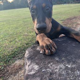 Doberman Pinscher puppies from Macaco’s