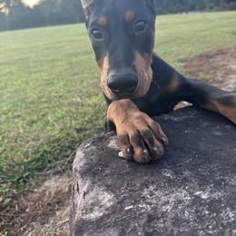 Doberman Pinscher puppies from Macaco’s