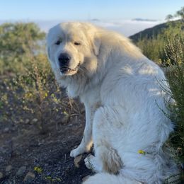 Wyatt - Great Pyrenees