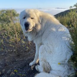 Wyatt - Great Pyrenees